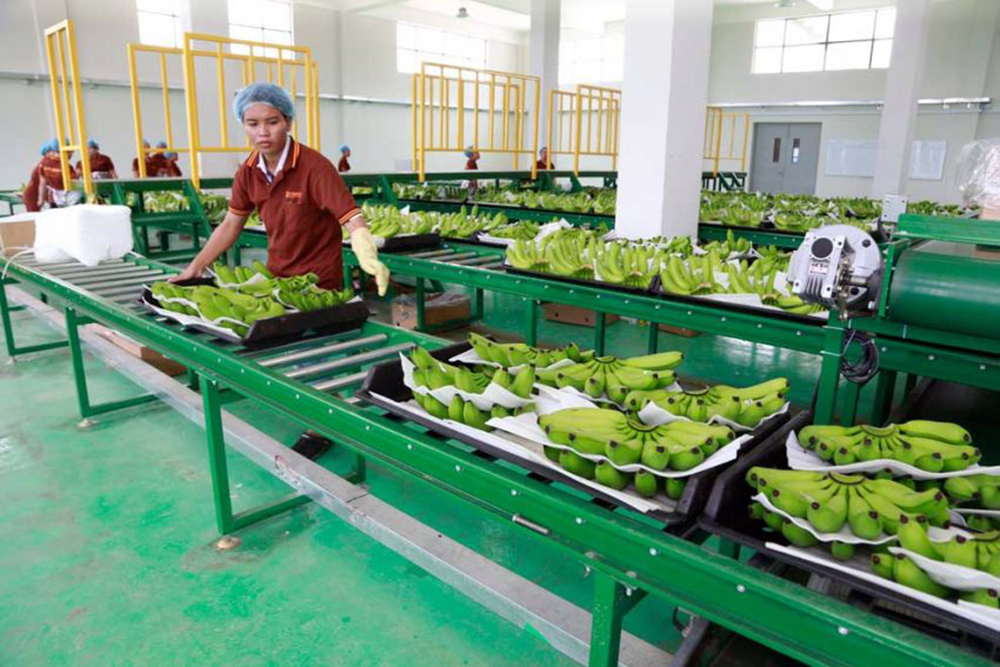 Cambodia Exports Nearly US$97 Million worth of Fresh Bananas in First Seven Months