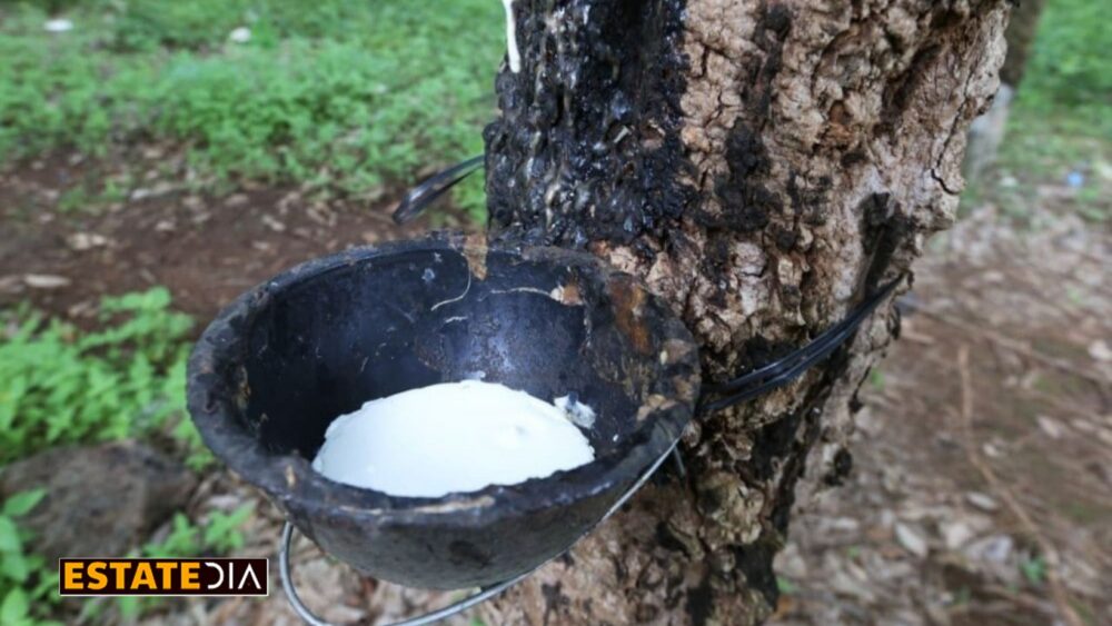 Cambodia’s Rubber Export Valued at Some US$270 Million in First Seven Months